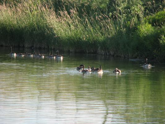 Geese