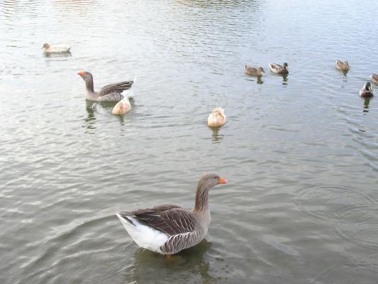 Geese and ducks at Bozeman Pond.