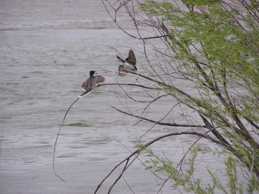 Some bank swallows
