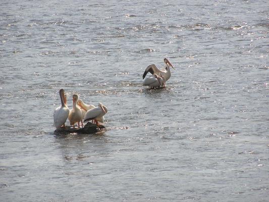 Pelicans