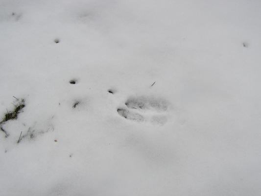 Looks like a buck track.