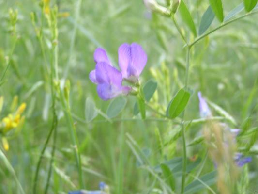 flowers at the Holiday campground