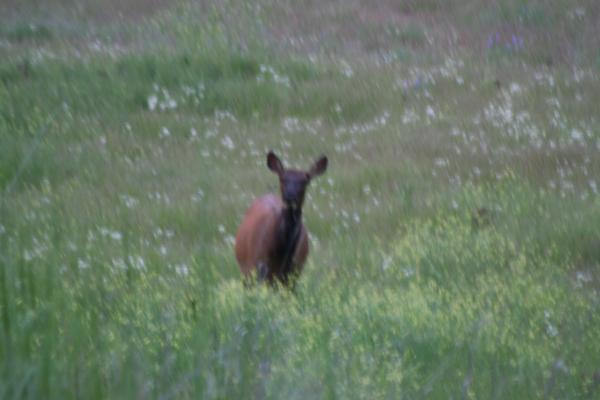 An elk.