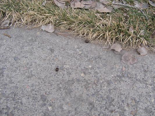 Deer poop on our sidewalk.