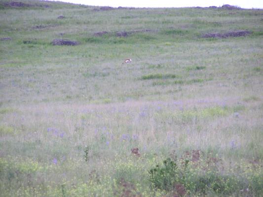 An antelope.