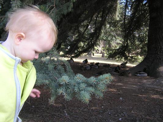 Sarah  looks at duck droppings again.