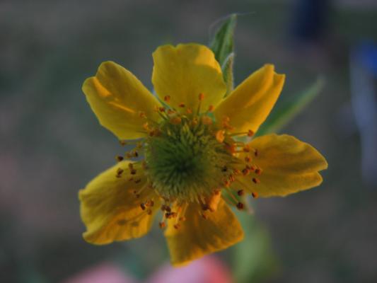 flower
