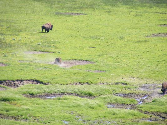 American Buffalo in dust