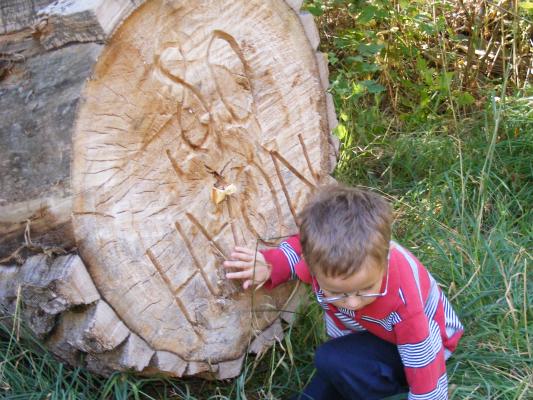Noah's name on a log.