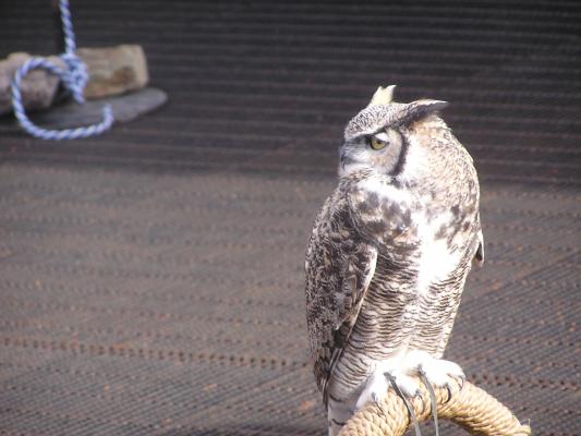 A great horned owl