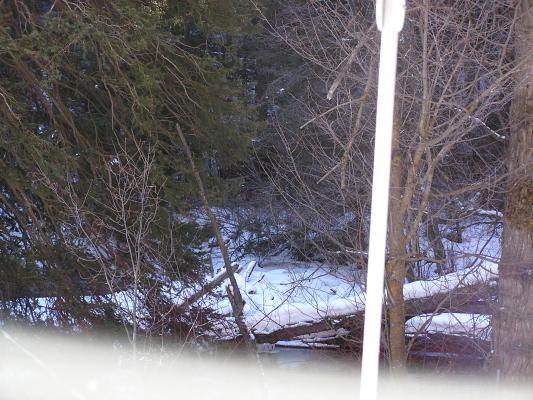 There's a moose in there somewhere.
