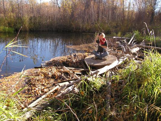 David and Noah play on a beaver dam.