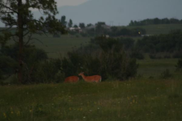 A couple of deer.