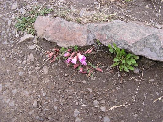 Bitterroot flowers