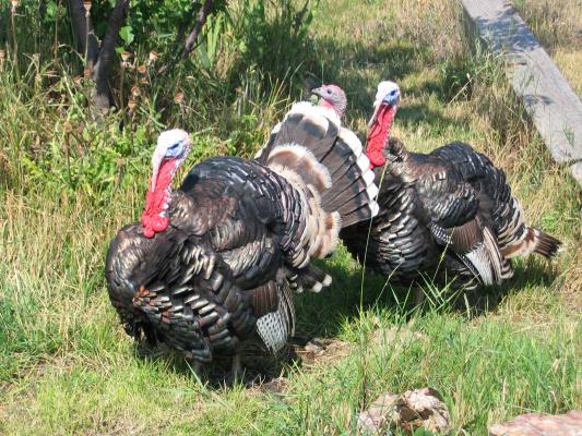 It's some turkeys.