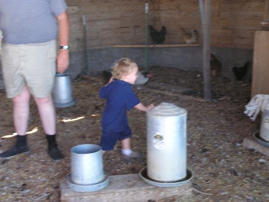 Noah chases a chicken.