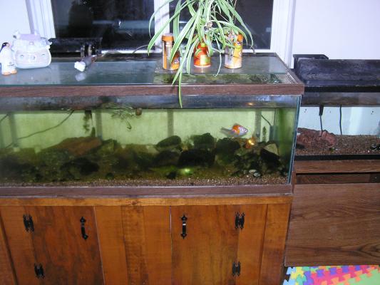 Here's our gold fish and our guppies.