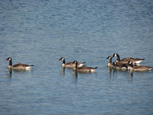 Geese at Bozeman Beach