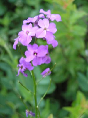 flowers at the Holiday campground