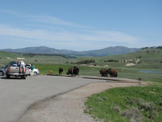 Bison Silly people