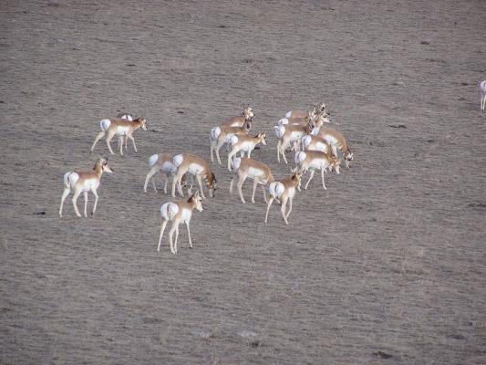 Happy New Years Eve to the Antelope.