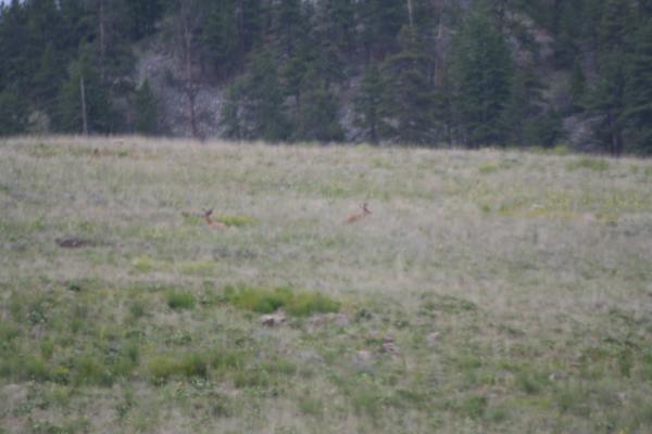 A couple of deer.