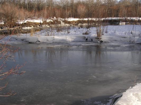 Here's another angle of the beaver dam.