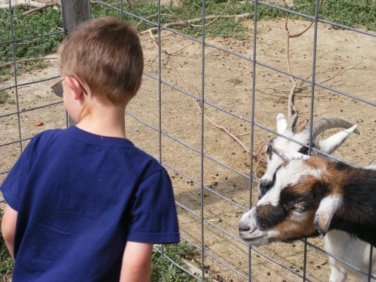 Noah with the goats.