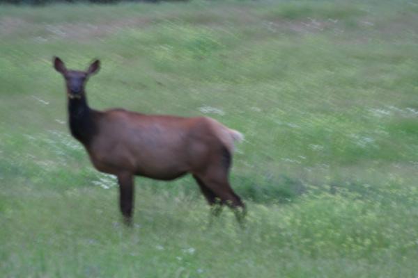 An elk.