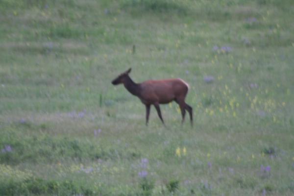 An elk.