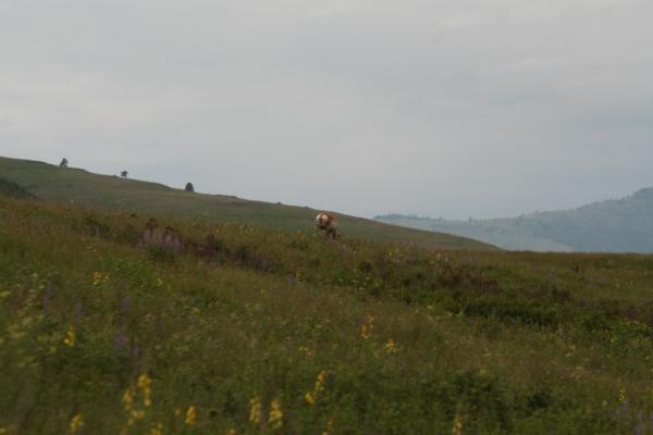 An antelope.