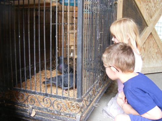 Pigeons in a cage at the zoo.