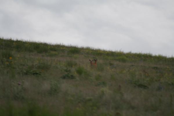 A couple of deer.