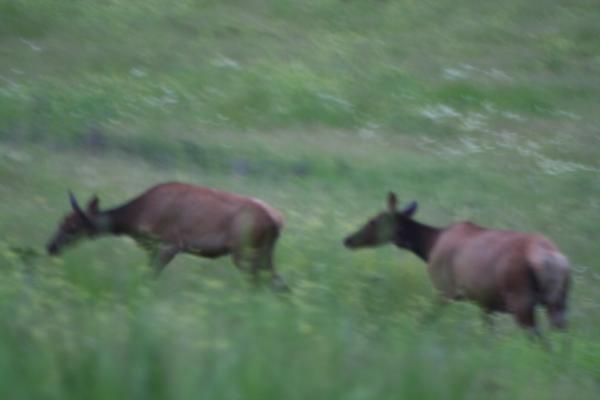 A couple of elk.