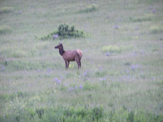 An elk.