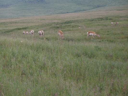 Antelope at the Bison Range.