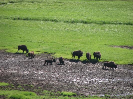 Bison