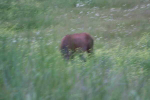 An elk.