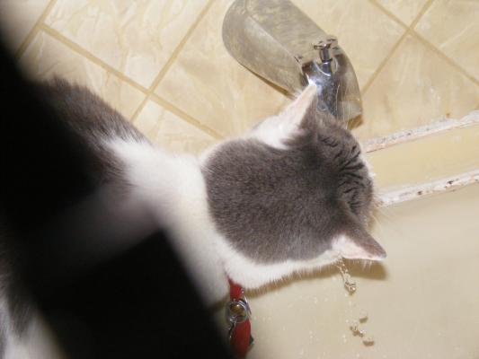 Nimbus gets a drink of water