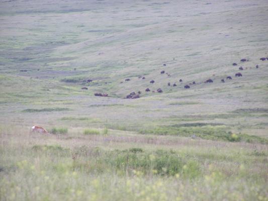 Antelope and Buffalo at the Bison Range.