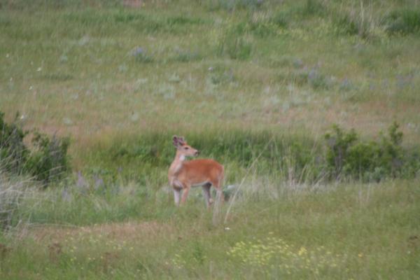 A deer.