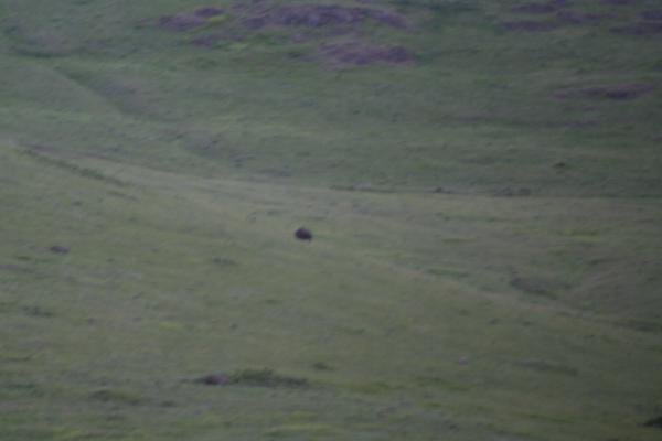 A buffalo.
