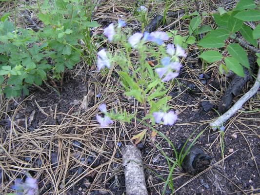 flowers at the Holiday campground