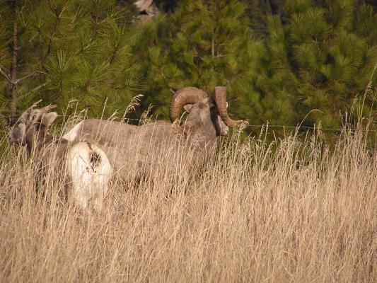 Big Horn Sheep.