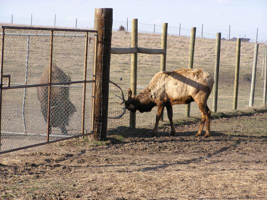 Boys will be boys. Who do you think would win on the open prairie?