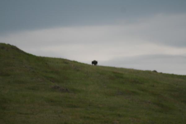 A buffalo on the horizon.