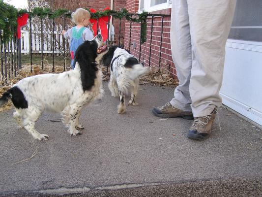 English Cocker Spaniels.