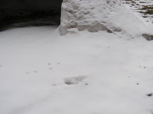 Another deer track by the snow fort.