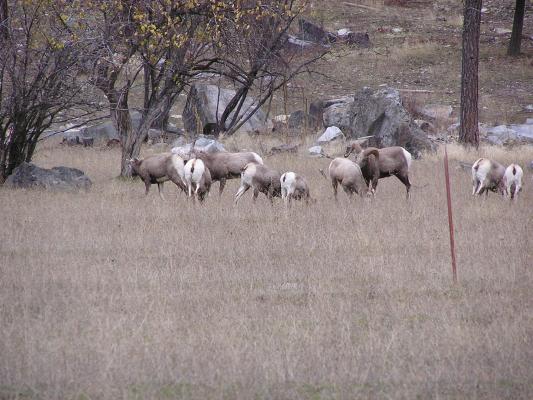 Big Horn Sheep