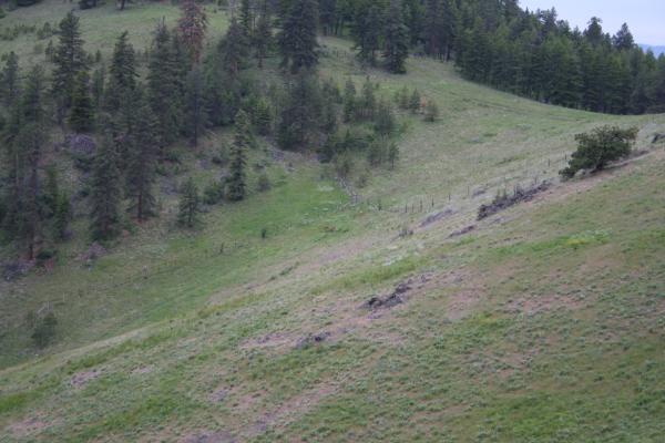 Can you see the herd of deer?
